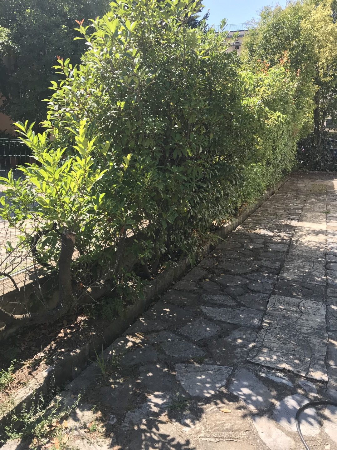 Perdita occulta in centro Lucca
